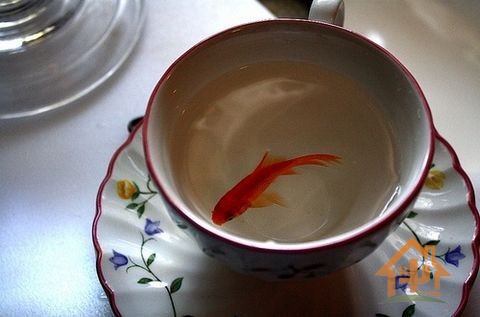 为什么有人养鱼总会死